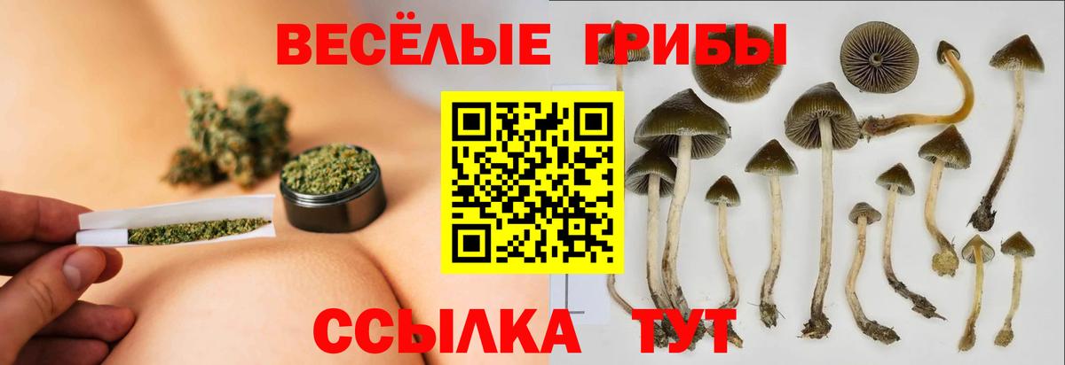Псилоцибиновые грибы Cubensis Новороссийск